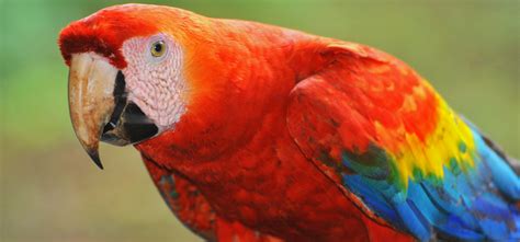 養雀|澳門鸚鵡/雀鳥愛好者 Macau Parrot & Bird